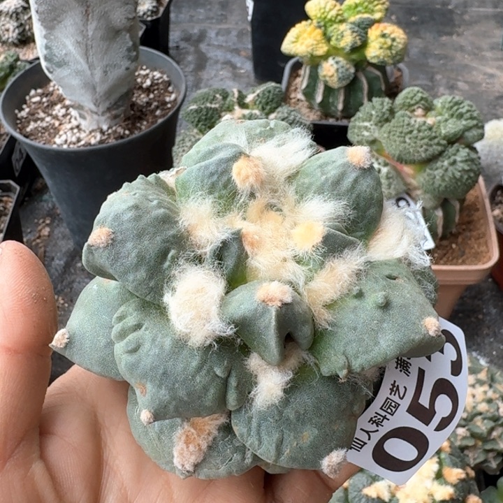 053落地怒涛有气根