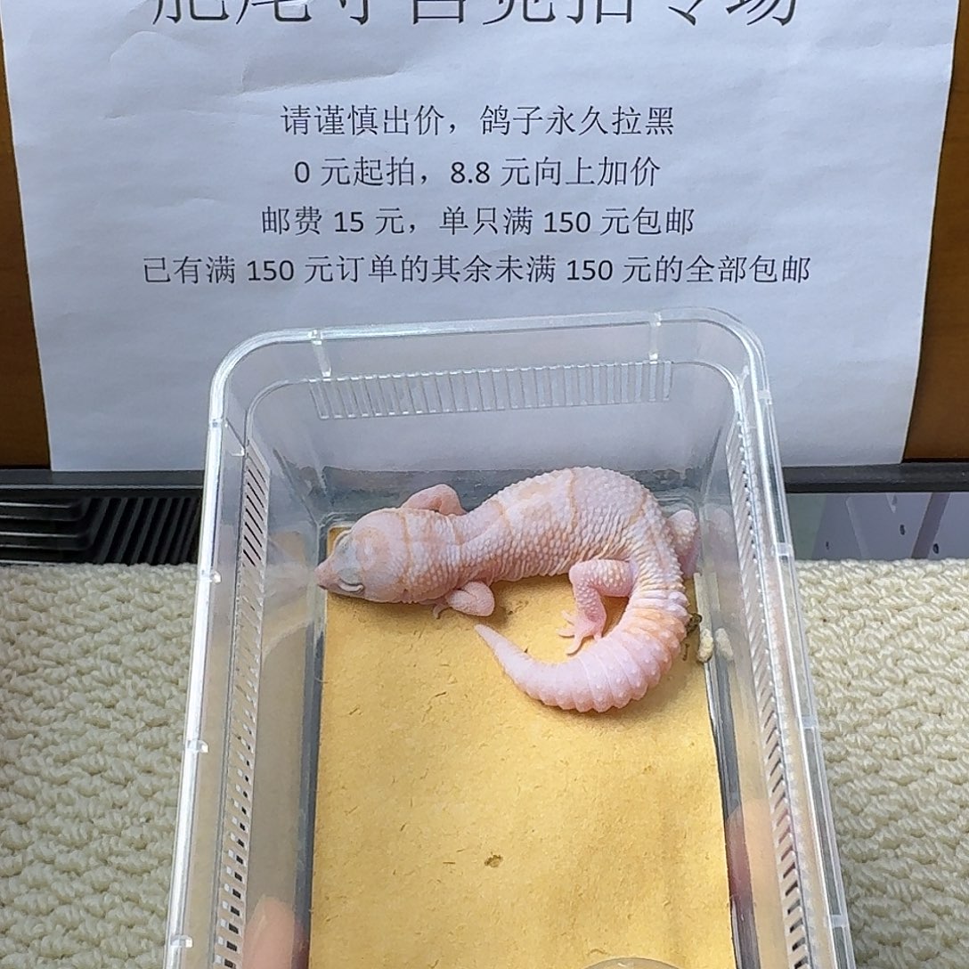 肥尾守宫花瓶 奶红眼 妹妹