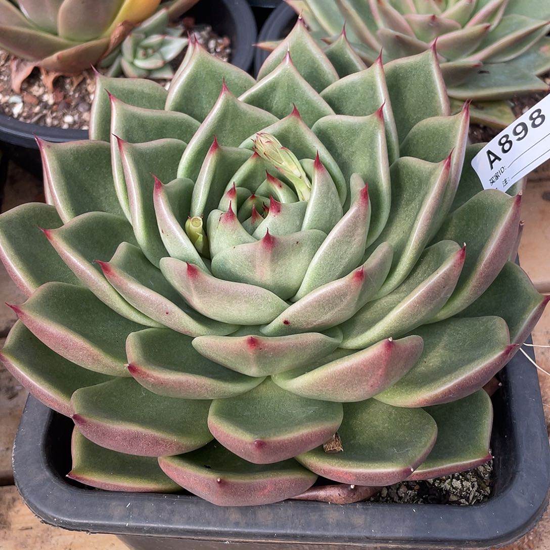 若如东云单拍A898