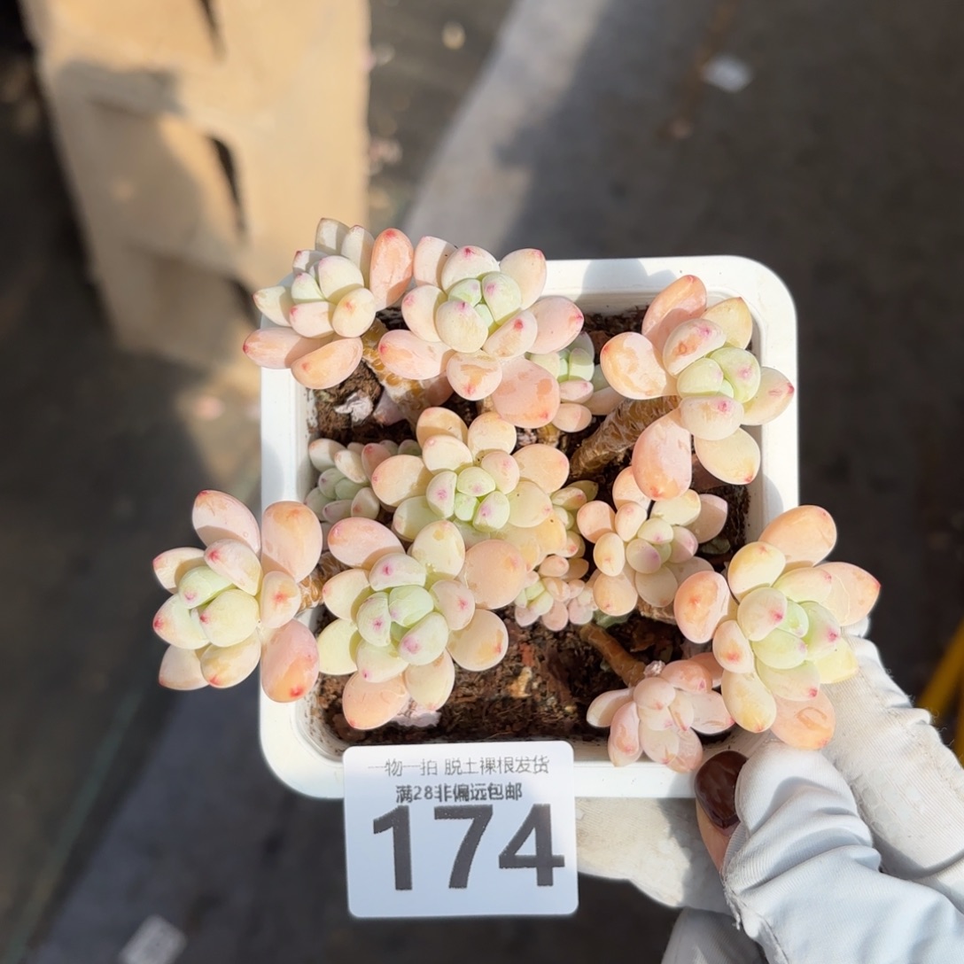 樱花罗绮老桩无盆土发货