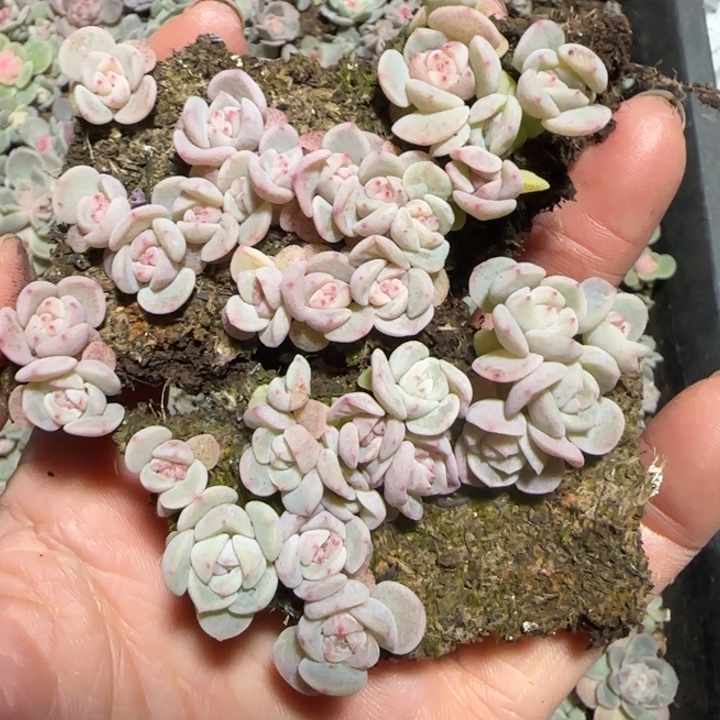 *****90号王者系列多肉一盒