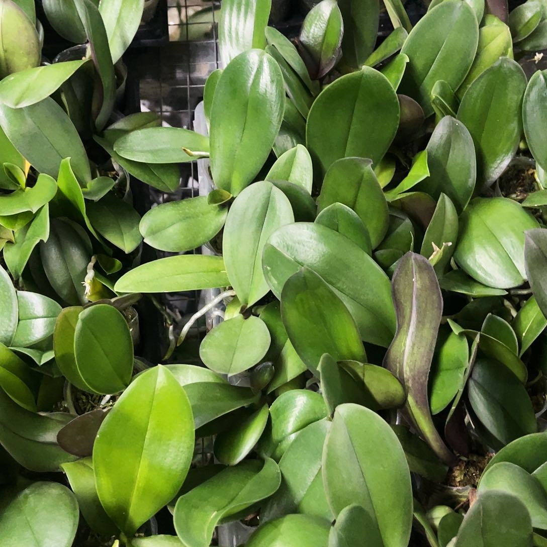 当前无花栽培后可以开花蝴蝶兰五颗不同色1.7