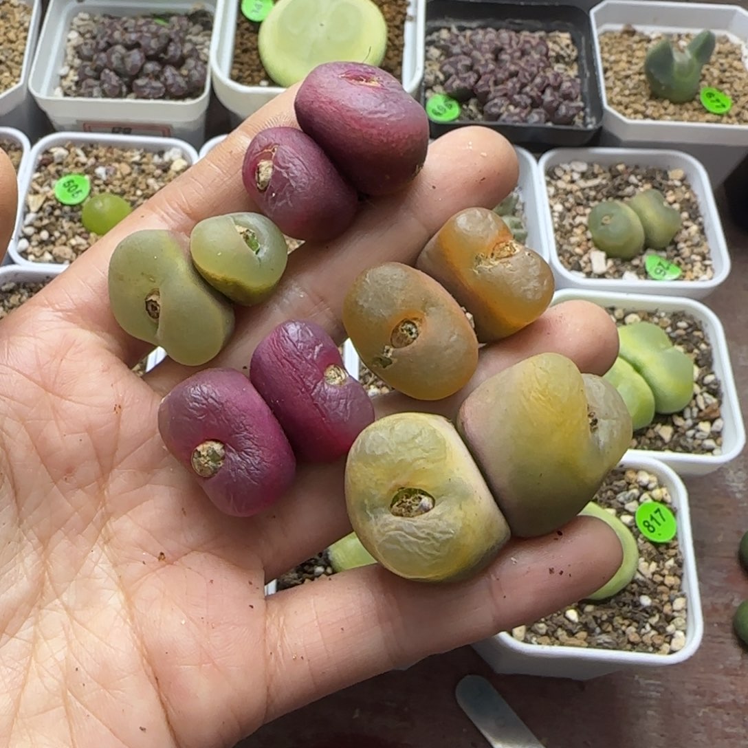 双头5颗多肉植物1