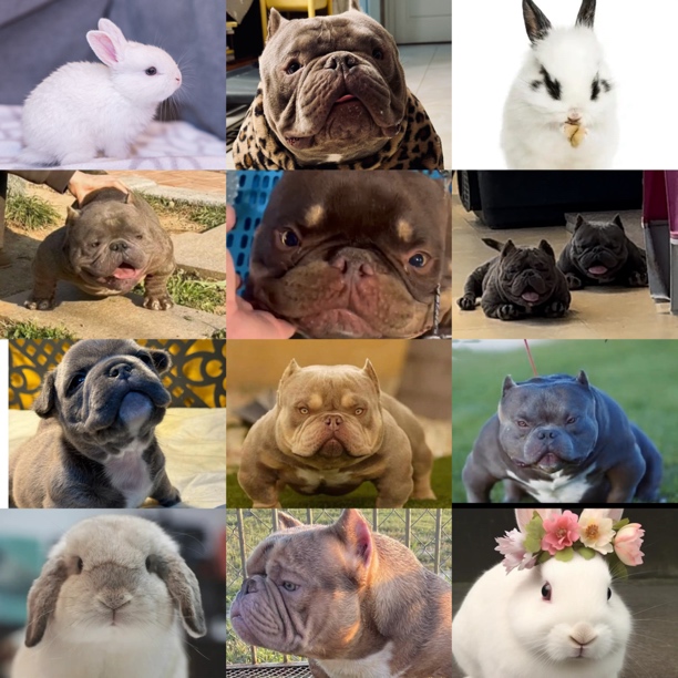 61家宠物活体通用款（三）