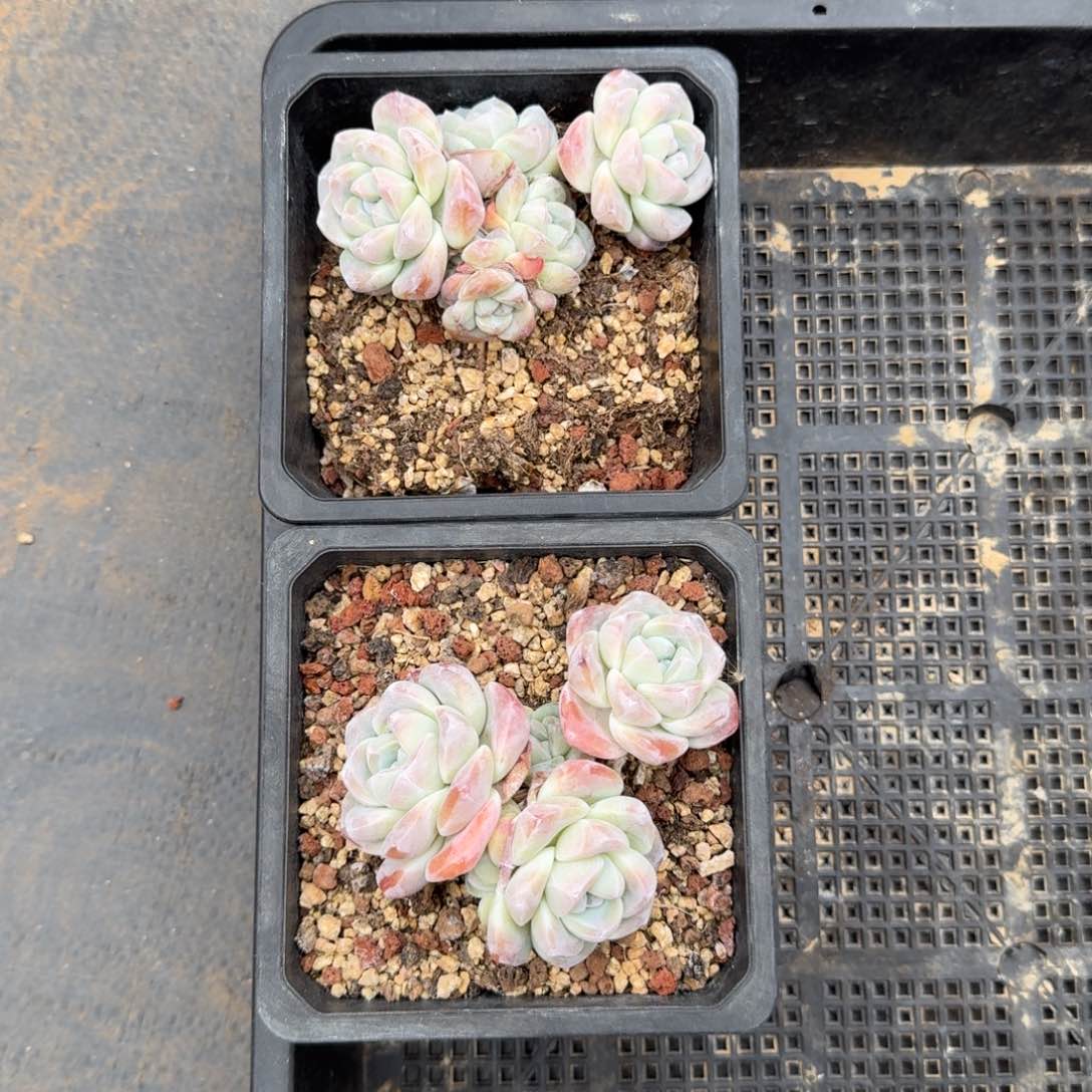 2个一起一物一拍的