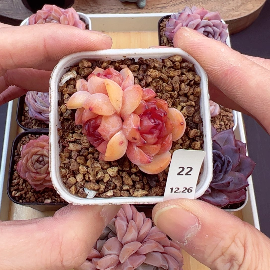 好好看22、哈哈哈哈