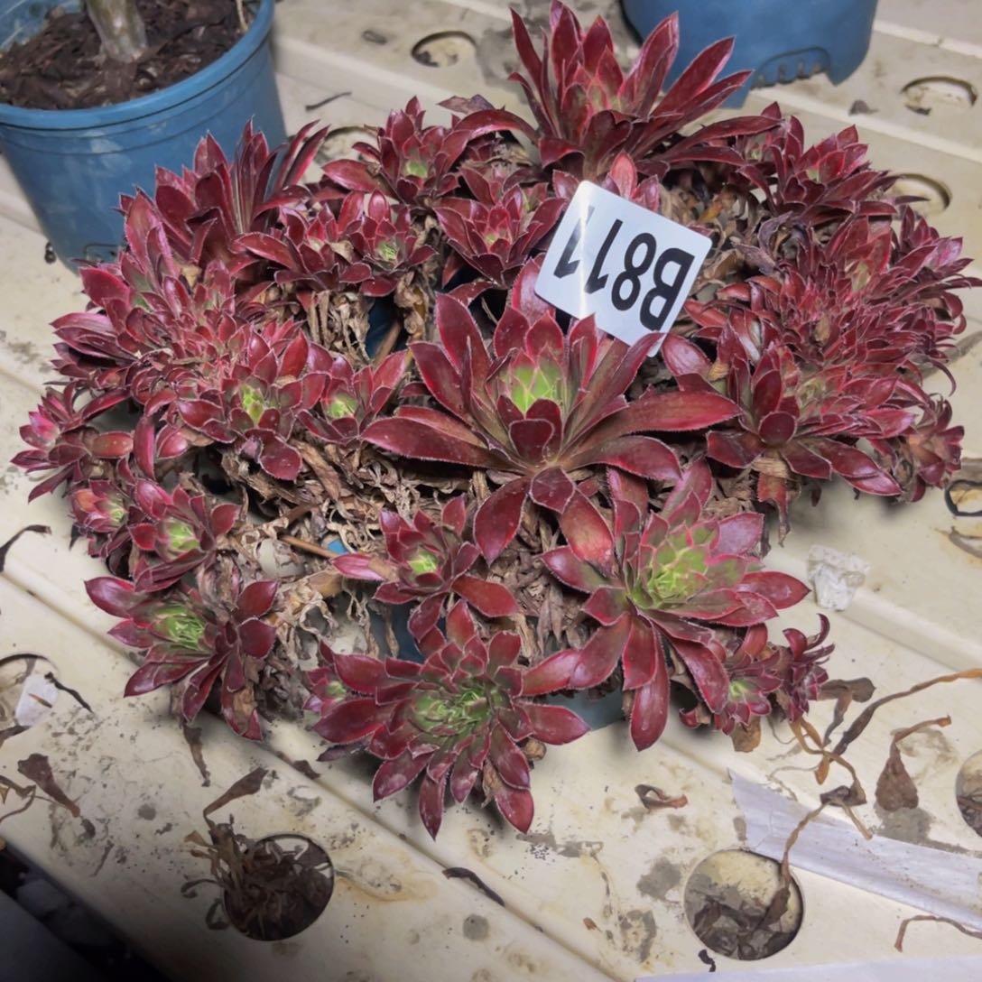 孔雀法师7/////24包邮