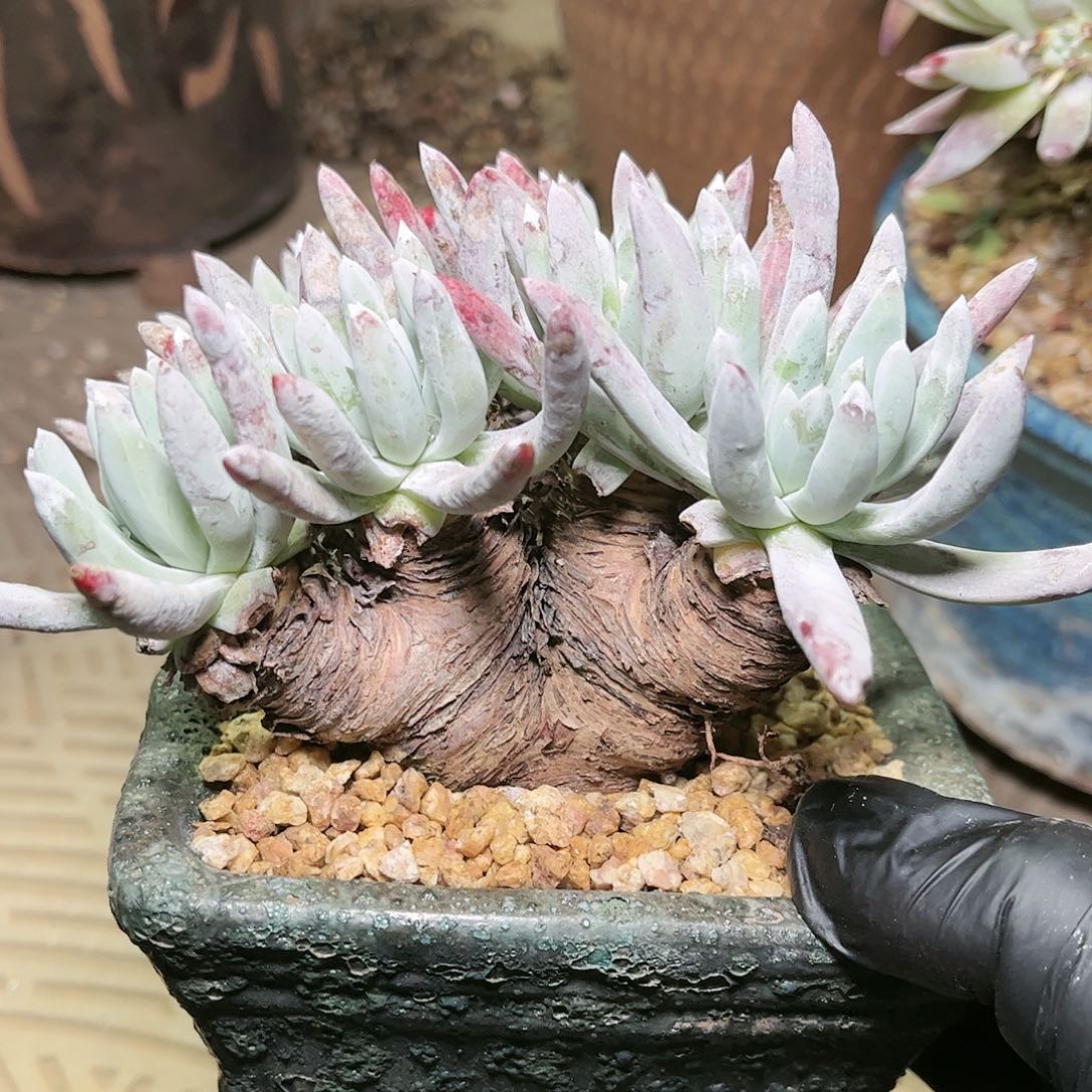 9186原产地海瑟仙女杯多肉