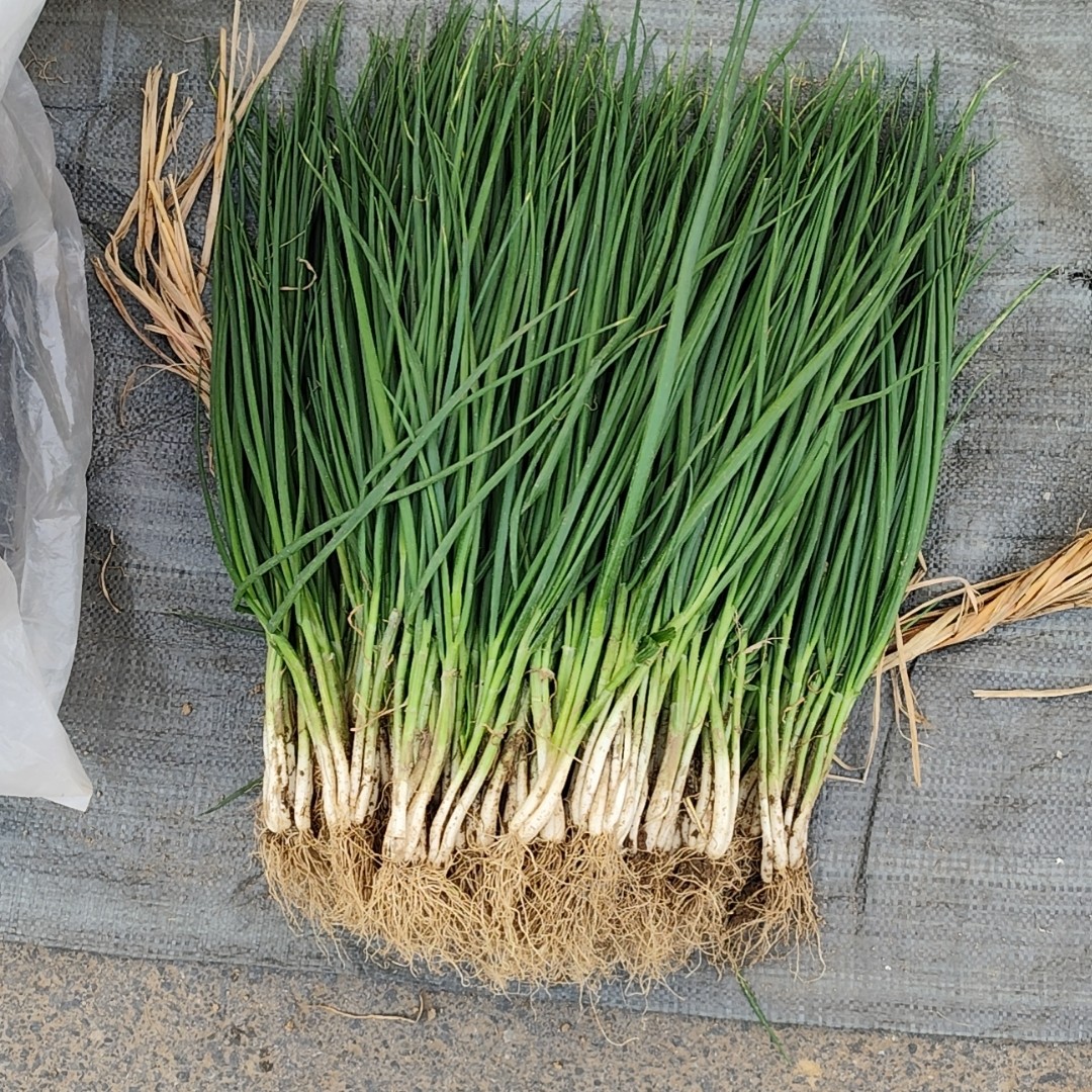 河南固始农家露天香葱分葱包包子包饺子小葱