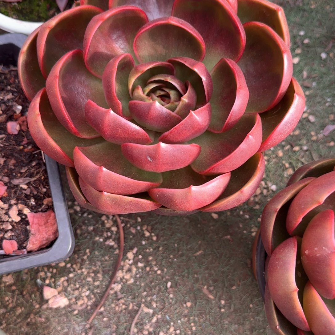 多肉植物多肉植物