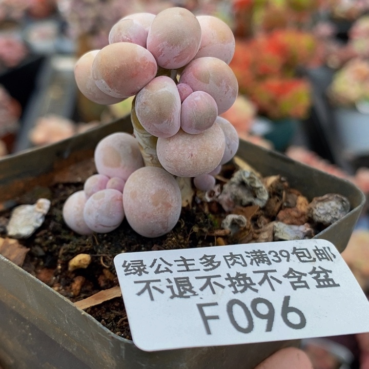 橙奶老桩096多肉植物