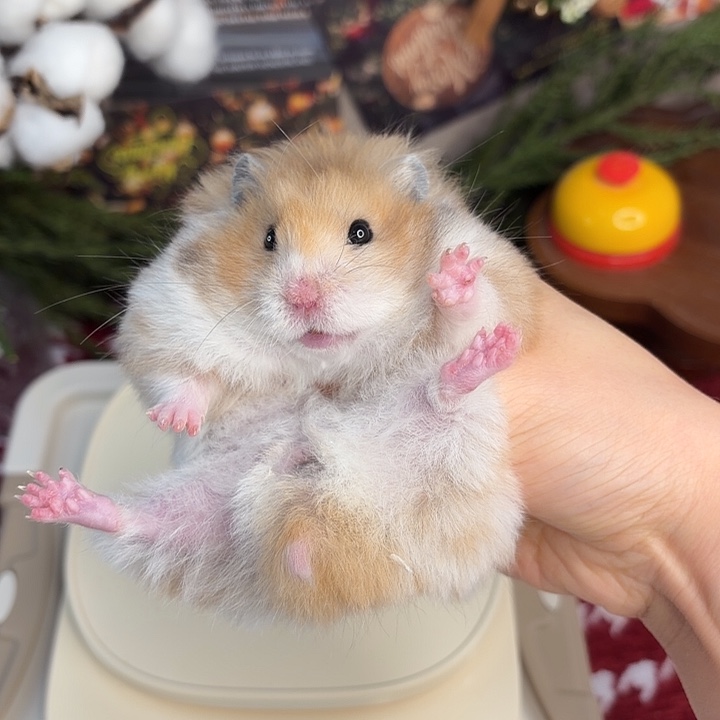 火波妹妹161g6个月