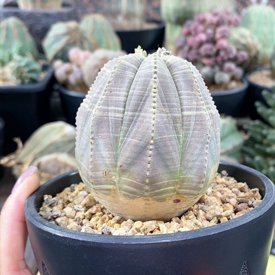 欧系布纹球多肉植物