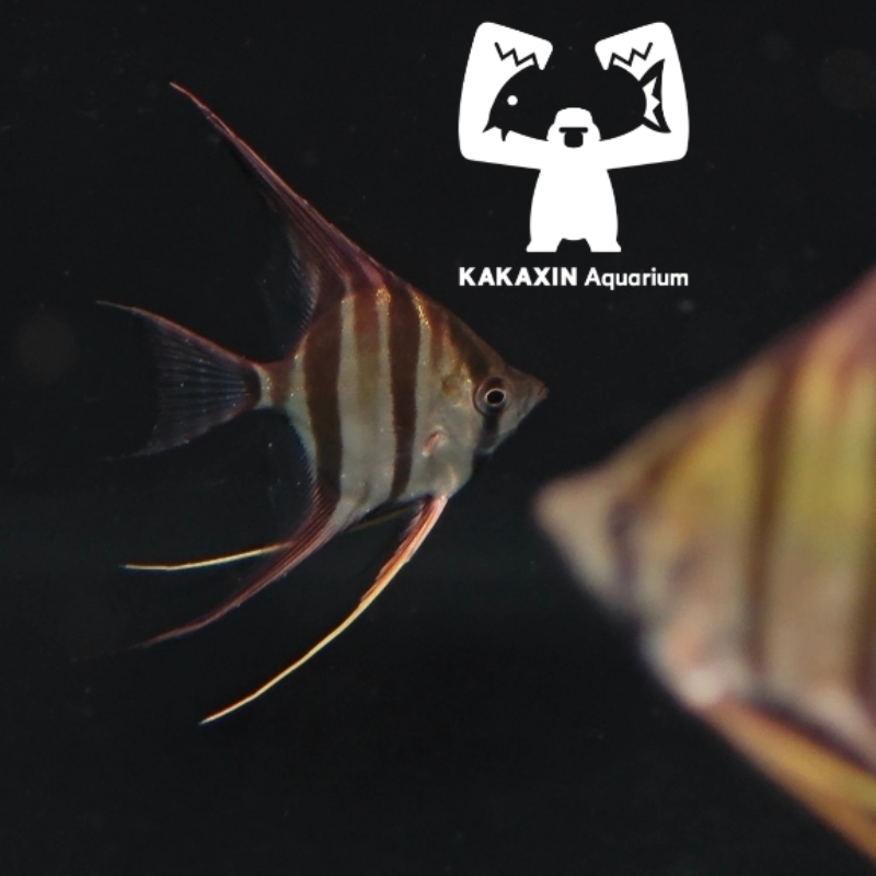 【猩猩水族】南美伊尼埃及神仙鱼