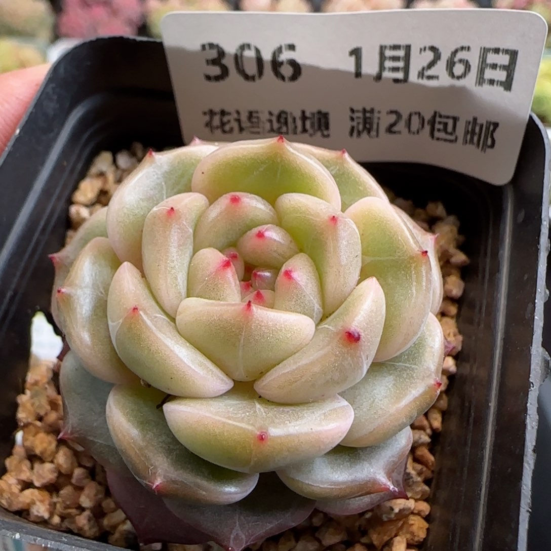 花语逸镜0126-306晴川糖心