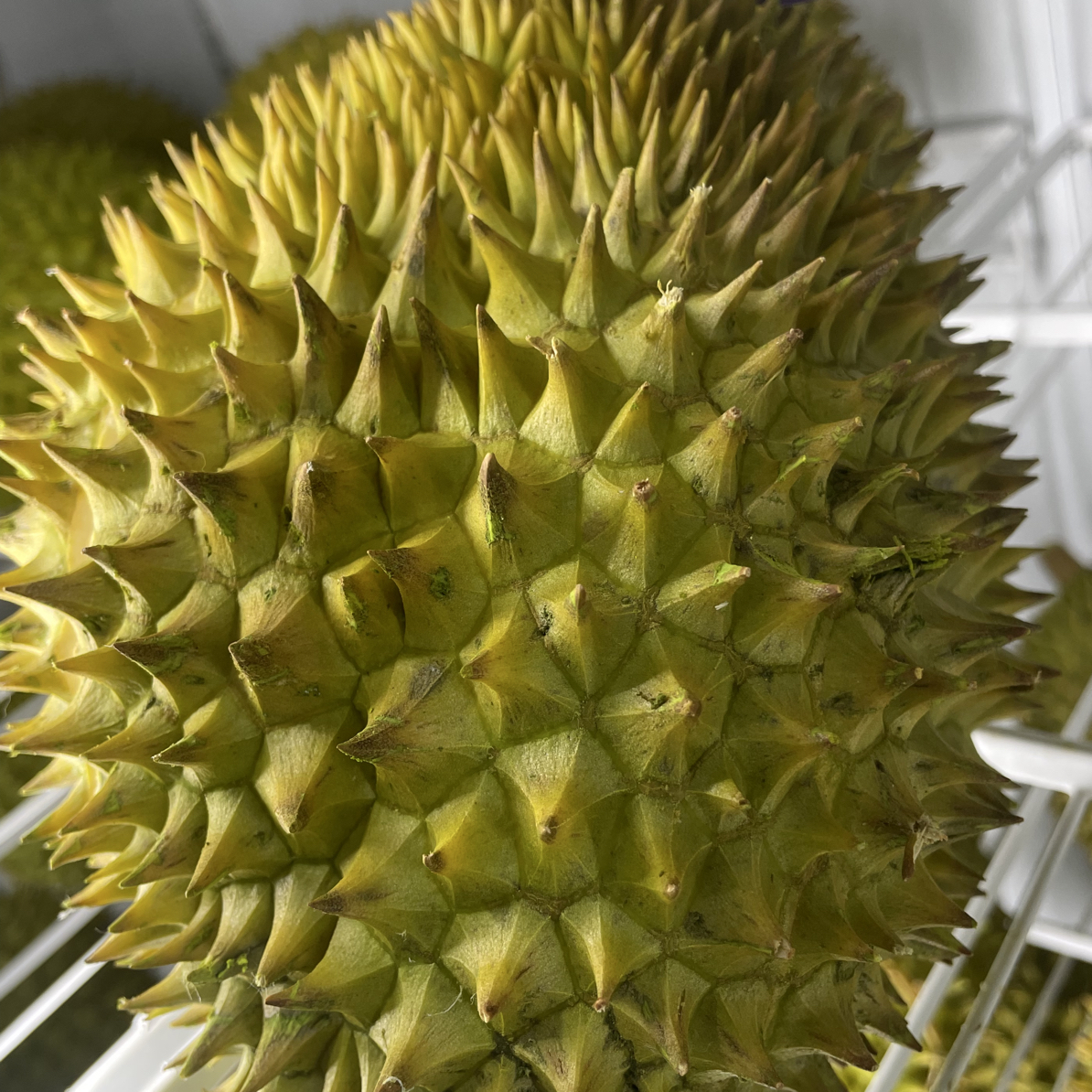 【行長•直播专属】新鲜金尧｜3-6斤｜干包大黄肉｜皮薄核小｜软弱香甜金尧泰国
