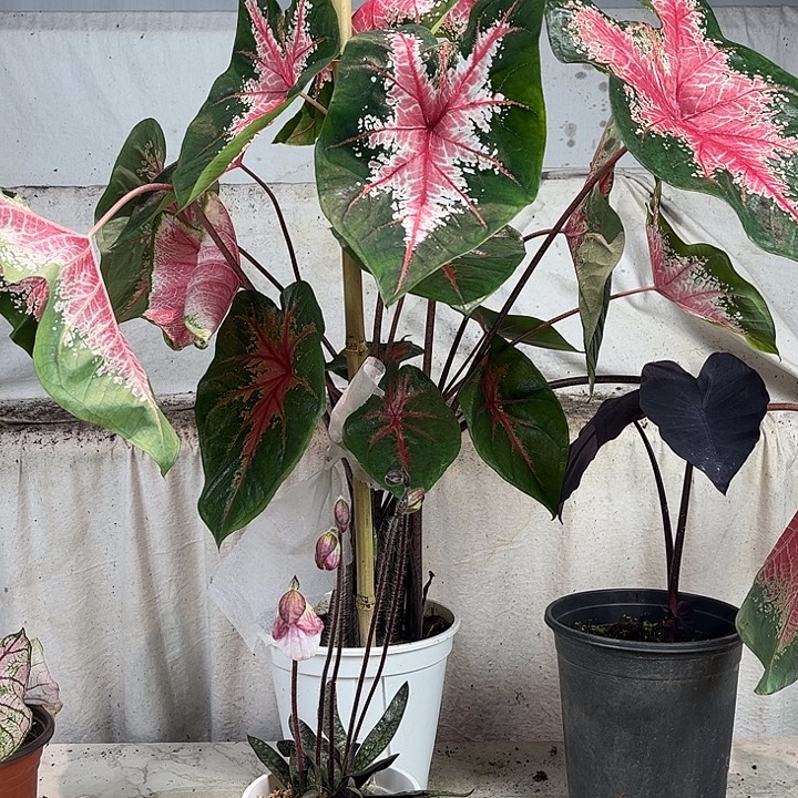 无花朵红桃A彩叶芋不带叶