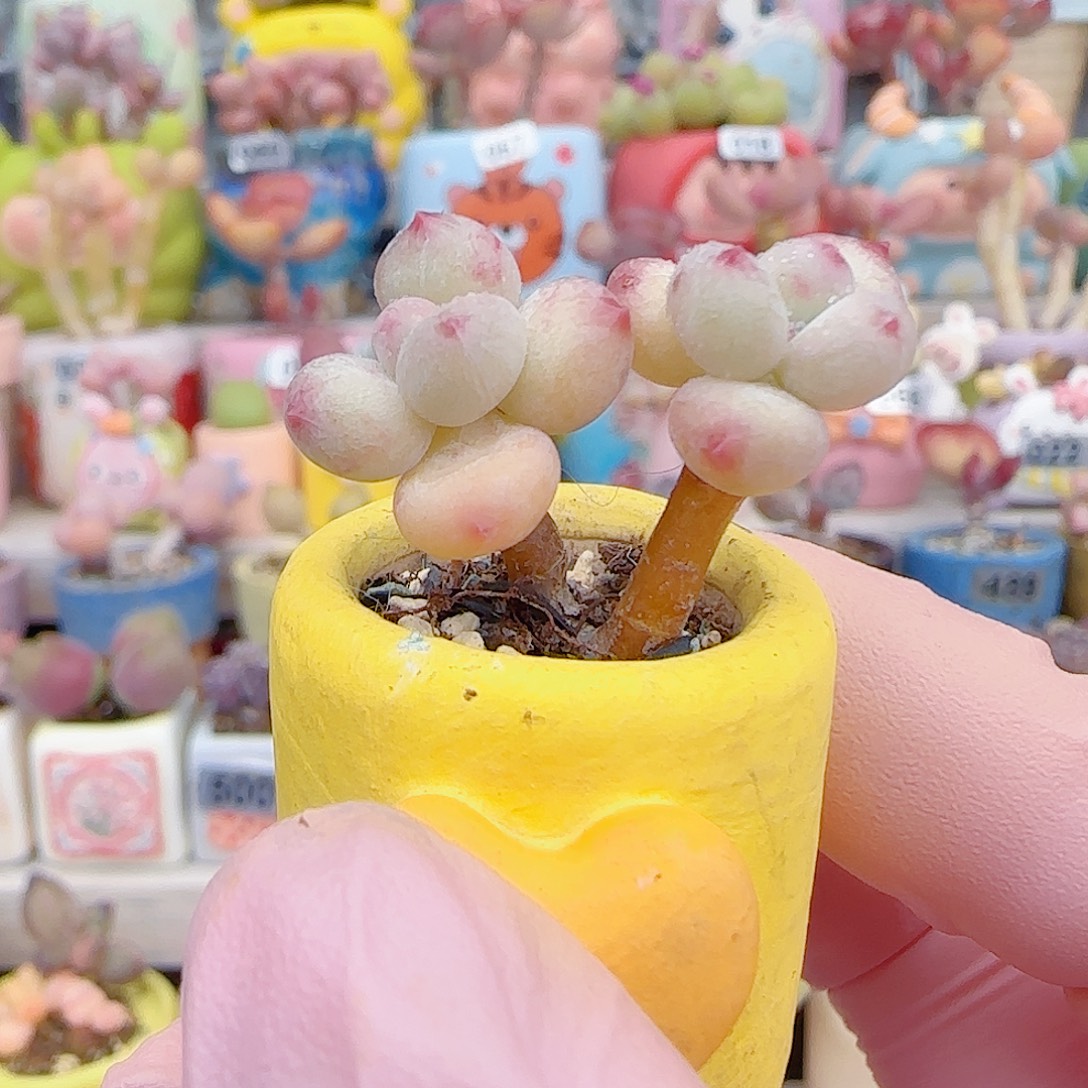 L 双头彩虹奶 盆口2cm