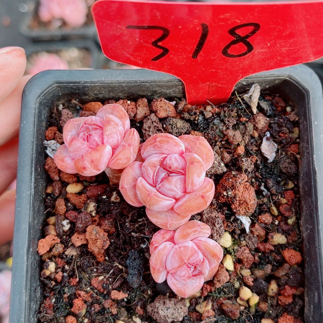 318号小老桩石榴籽星影群