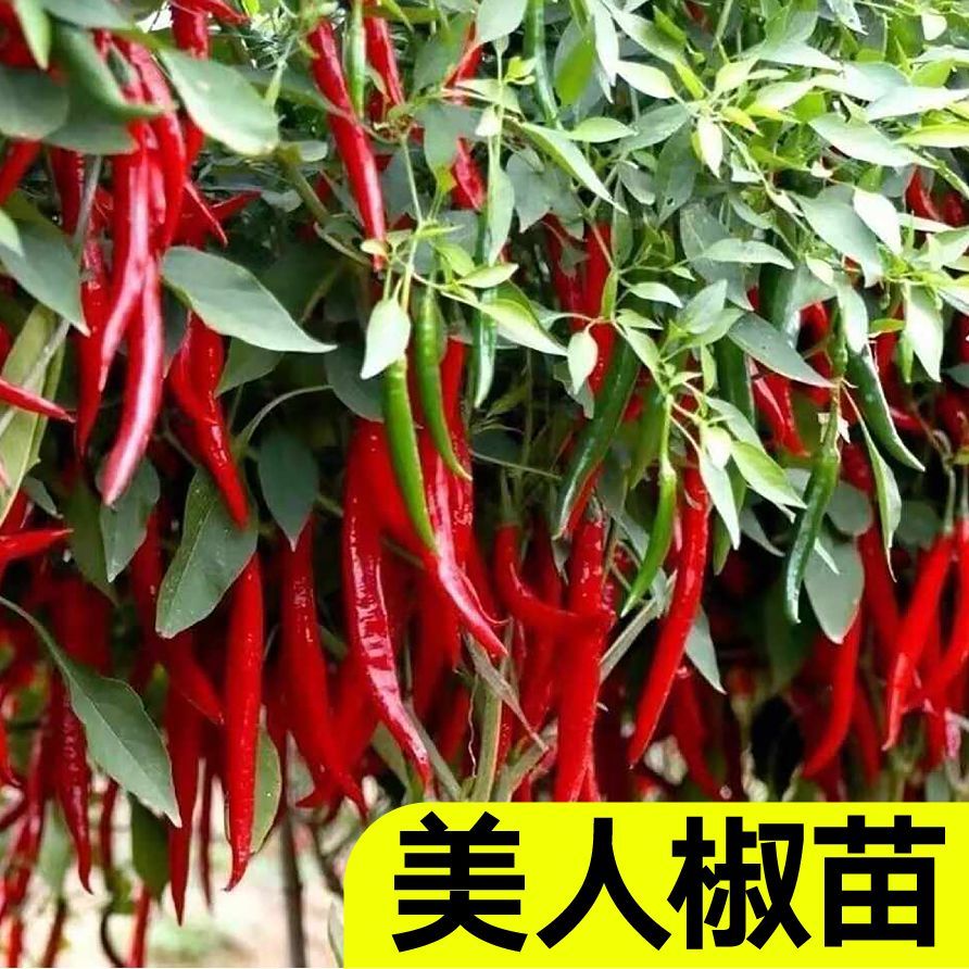 干鲜两用香辣美人椒秧苗红绿辣椒四季春秋阳台盆栽带土球蔬菜苗
