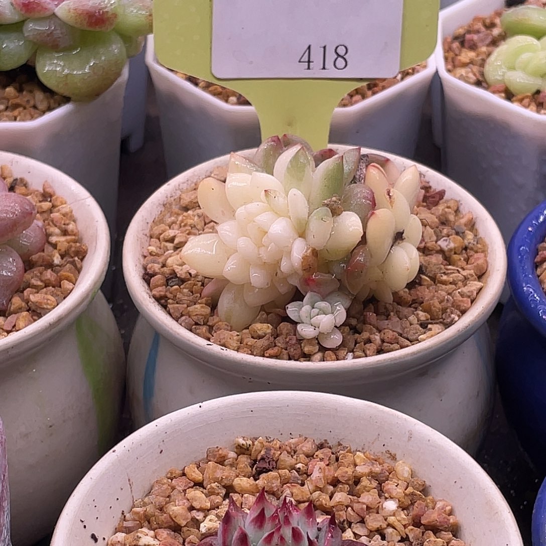 滨哥多肉A418橙梦露锦缀化