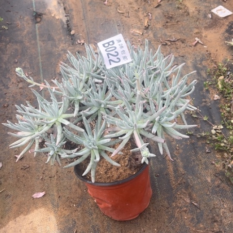 022爱度莉丝不包断枝