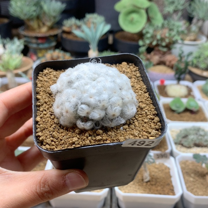 佛头白星仙人球自根脱土