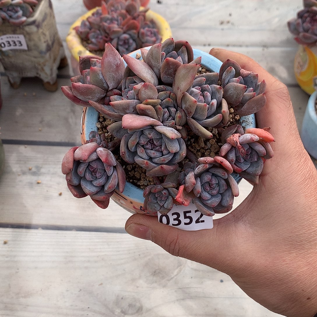 352石榴籽星影多肉一颗11.5厘米