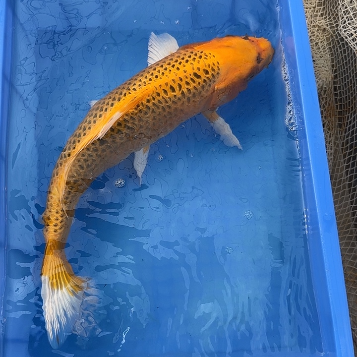 海水鱼赤目芒果金松