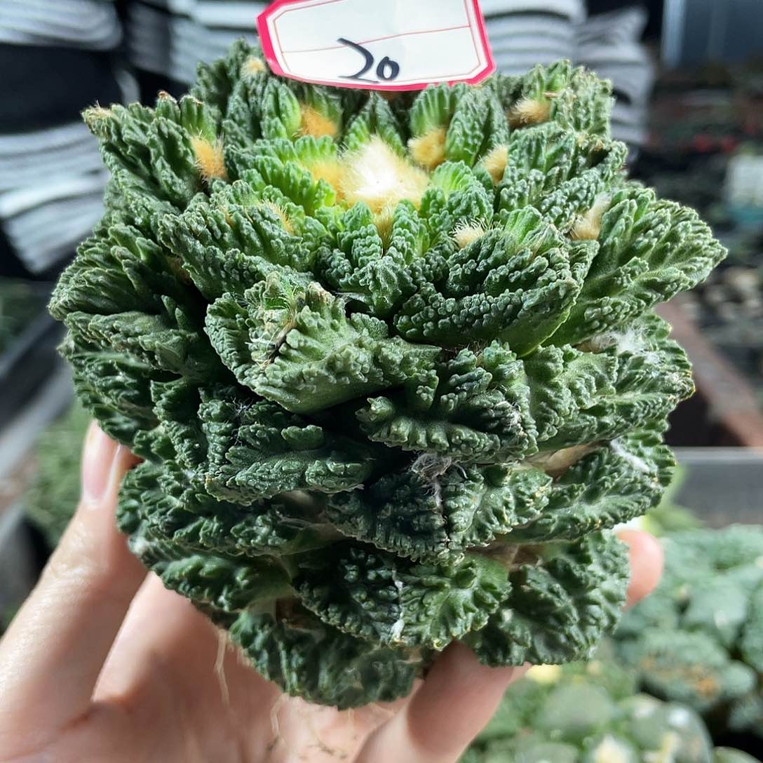 20号自根10.5cm螺旋辛顿哥斯拉