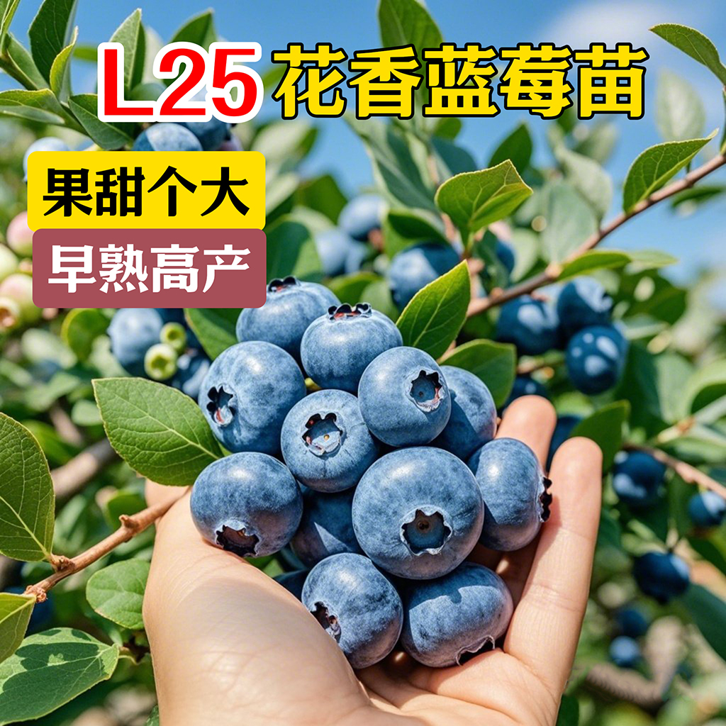 【带花带盆发货】L25蓝莓果苗南方北方种植阳台盆栽地栽庭院耐寒