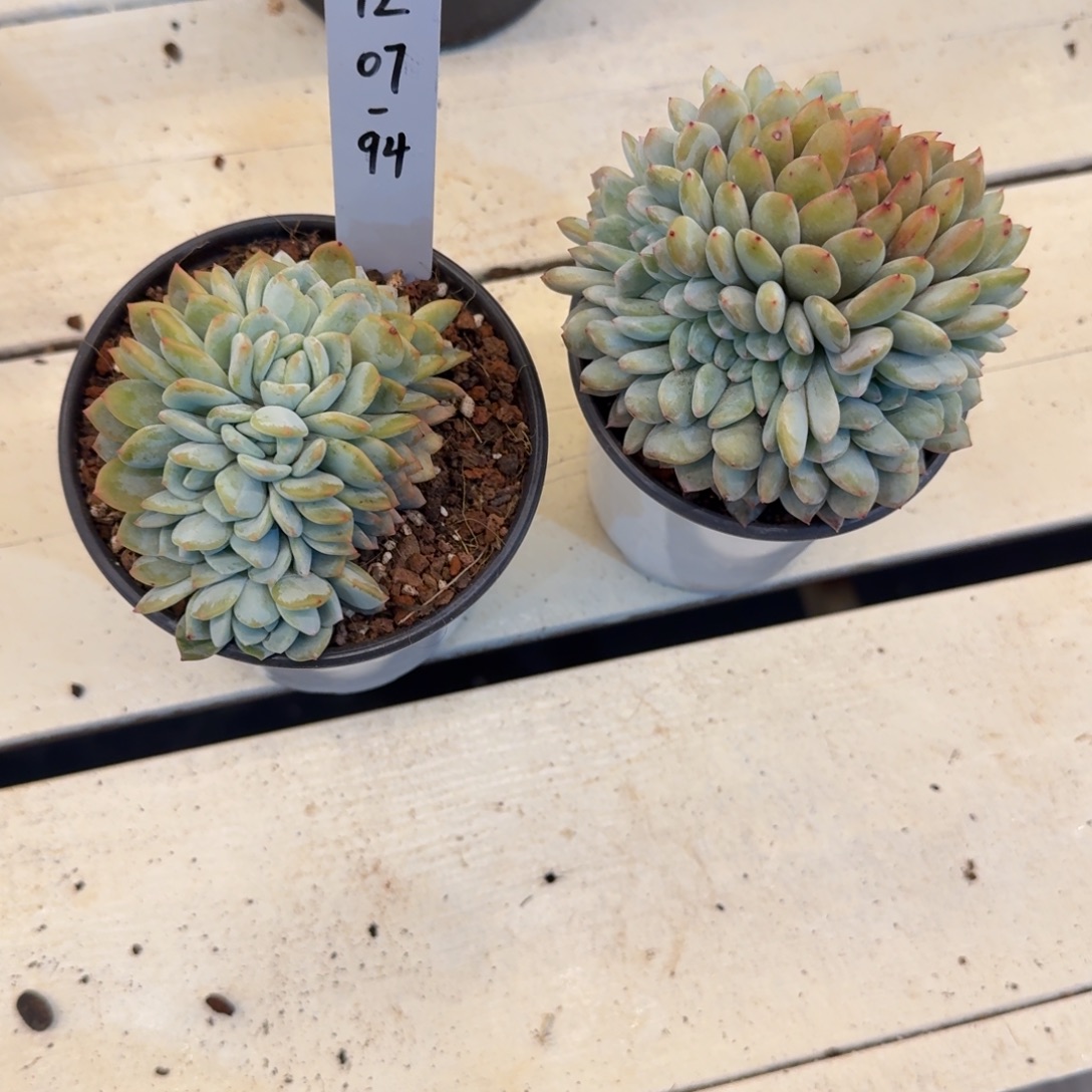 我****1207-94星影缀化朵朵+甜甜圈