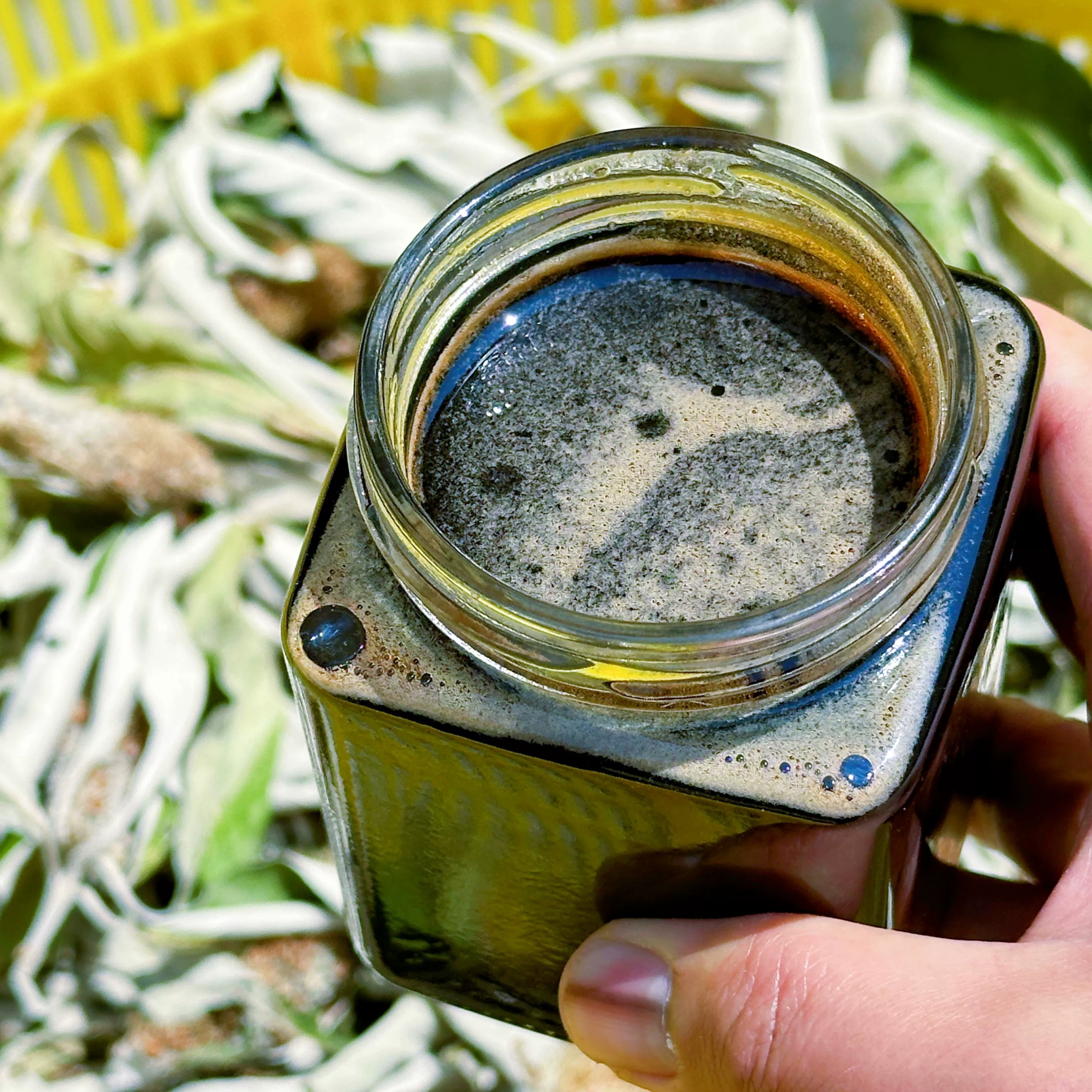 云南米团花黑蜜蜂蜜