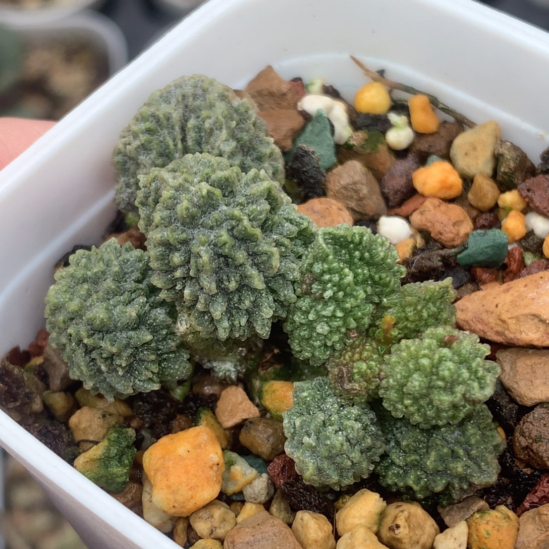 实生水泡 一物一拍