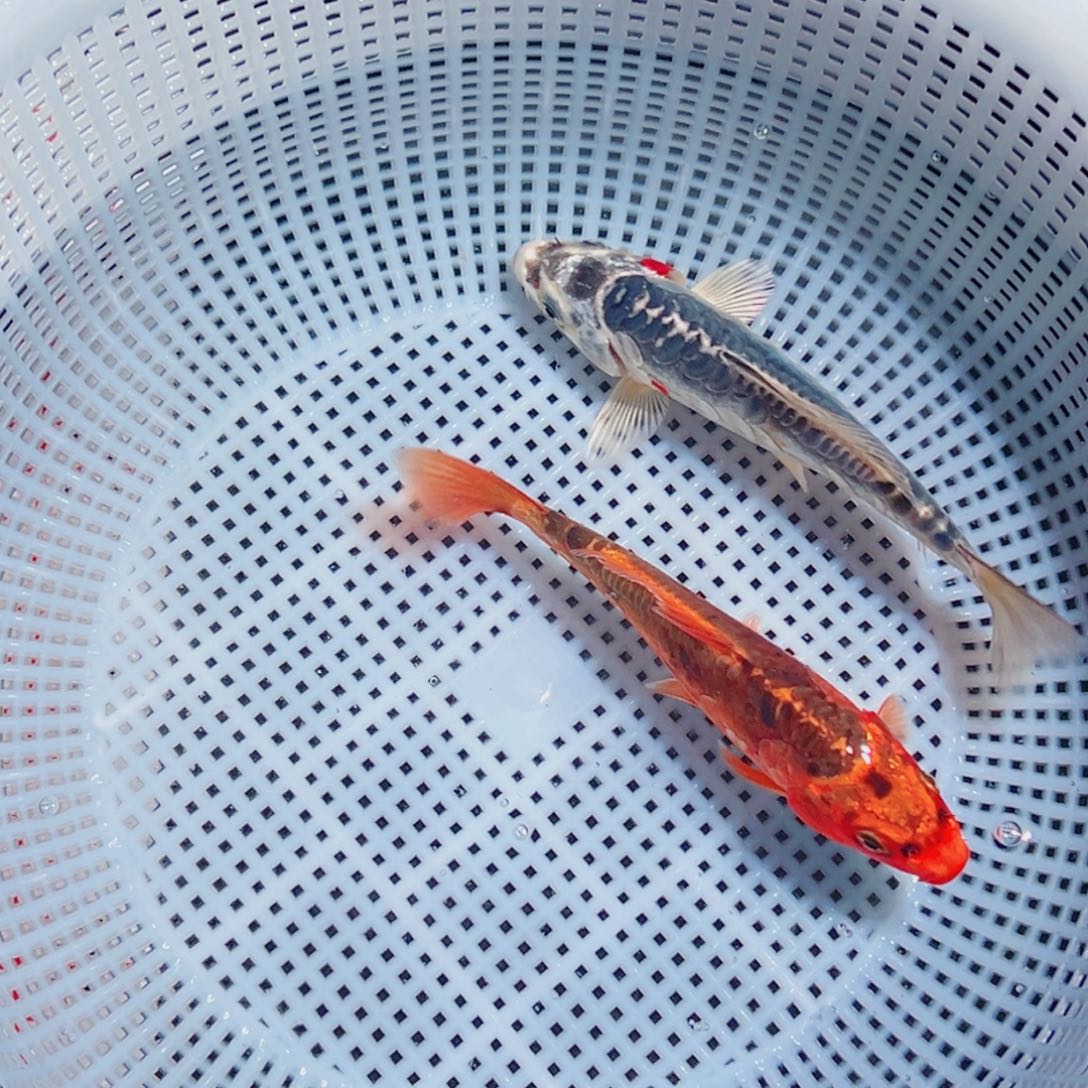 锦鲤锦鲤观赏鱼6666