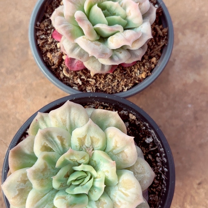幸**✨一大一小泡泡纱裙两棵