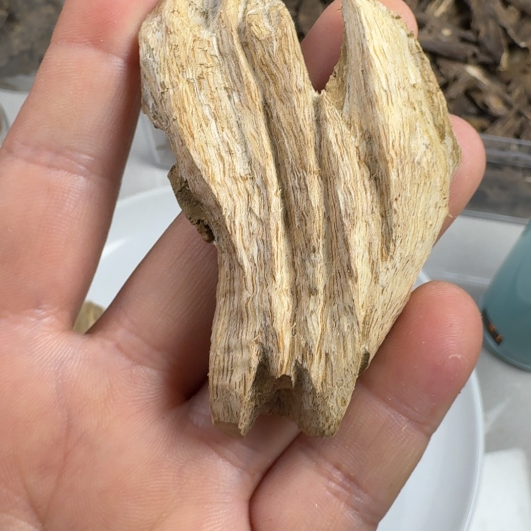 沉香碎屑沉香老广西虎斑棋5克