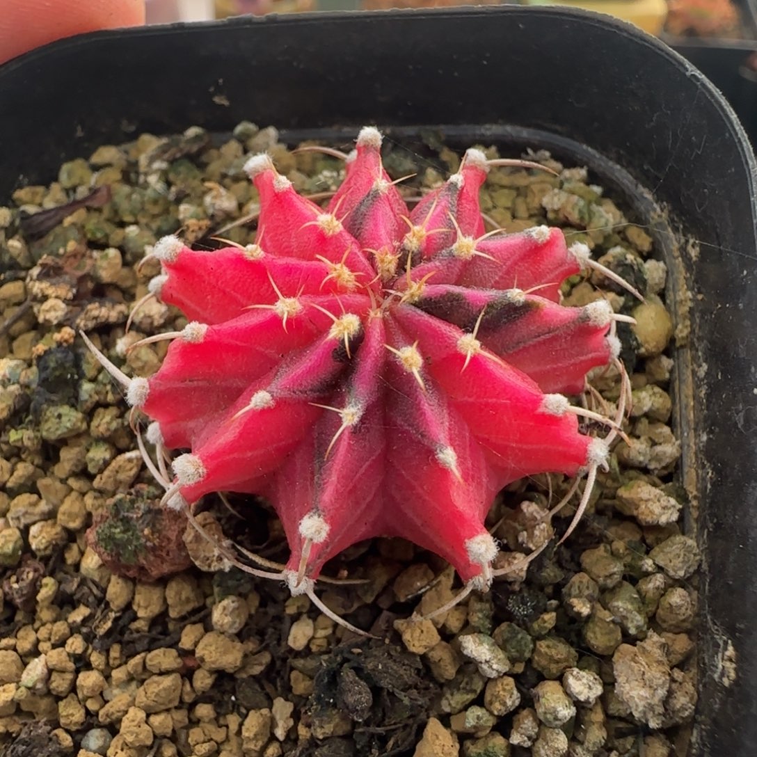 L105半城玫瑰肋骨锦