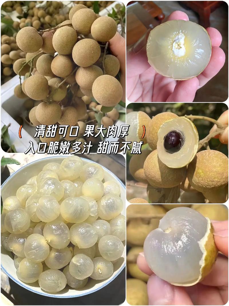 （顺丰包邮）正宗四川宜宾书楼早熟龙眼当季新鲜现摘现发