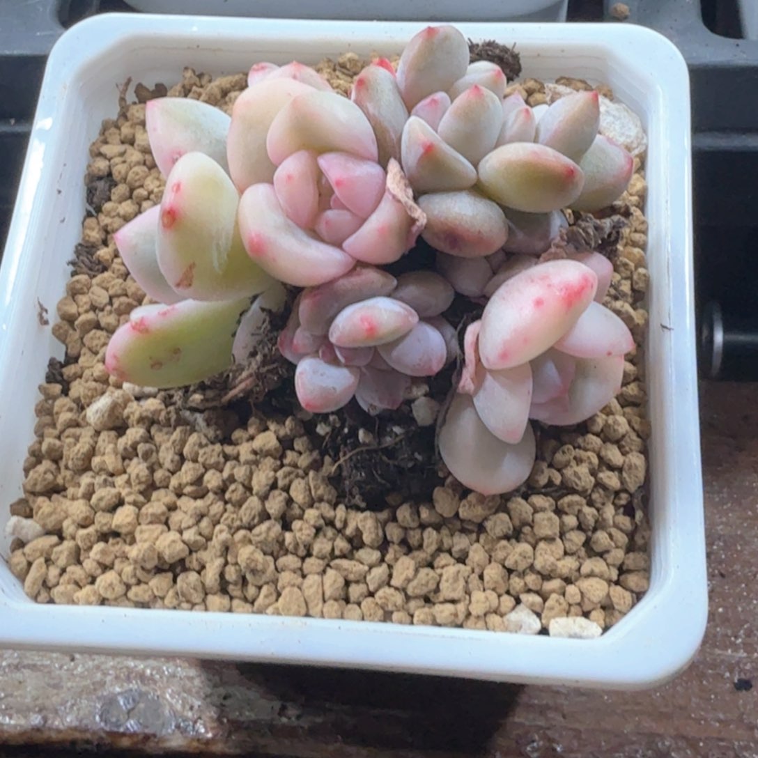 爱**丽梦露锦缀  锦上园艺青岛场