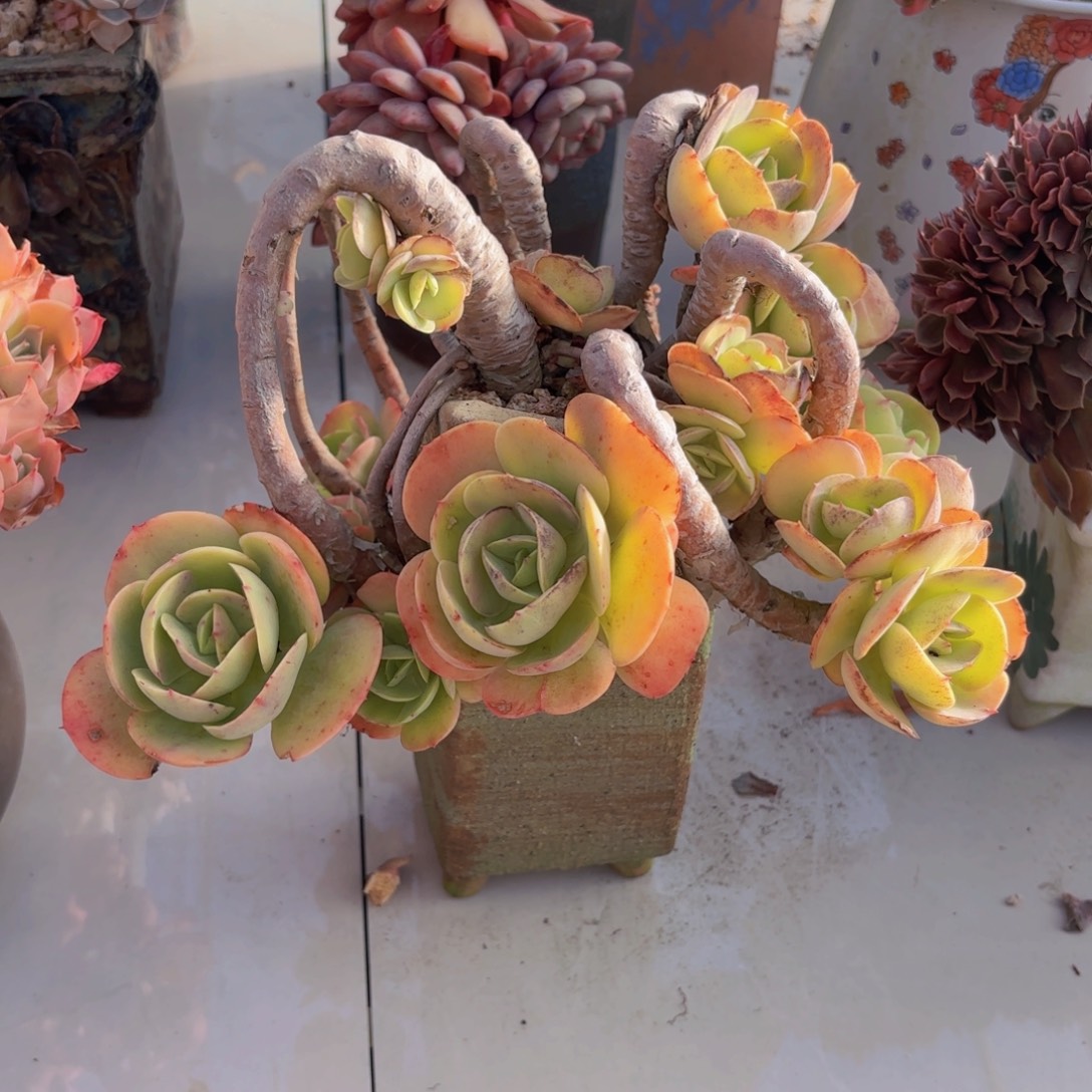 一物一拍，碧桃老桩