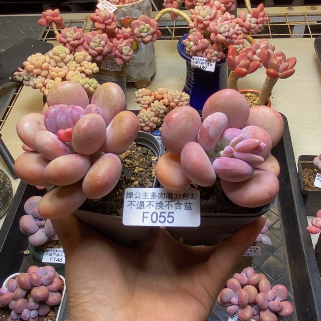 055蛋黄奶多肉两颗