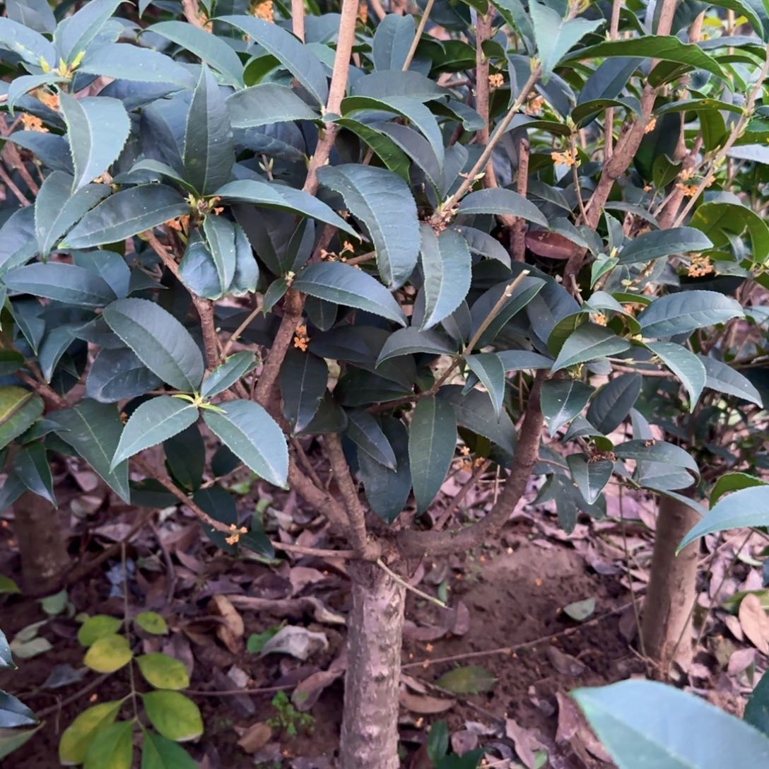 你***呢无花朵桂花。四季桂系列