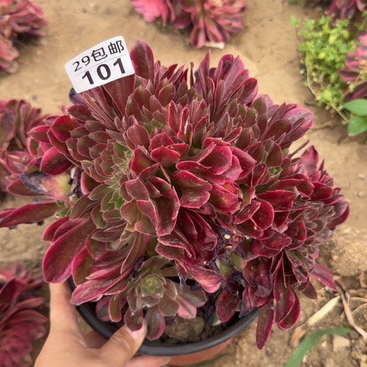 雅典娜缀……多肉植物……