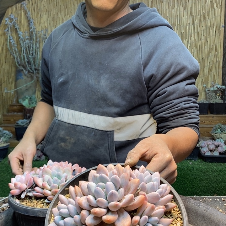 彩***！30号香水多肉植物