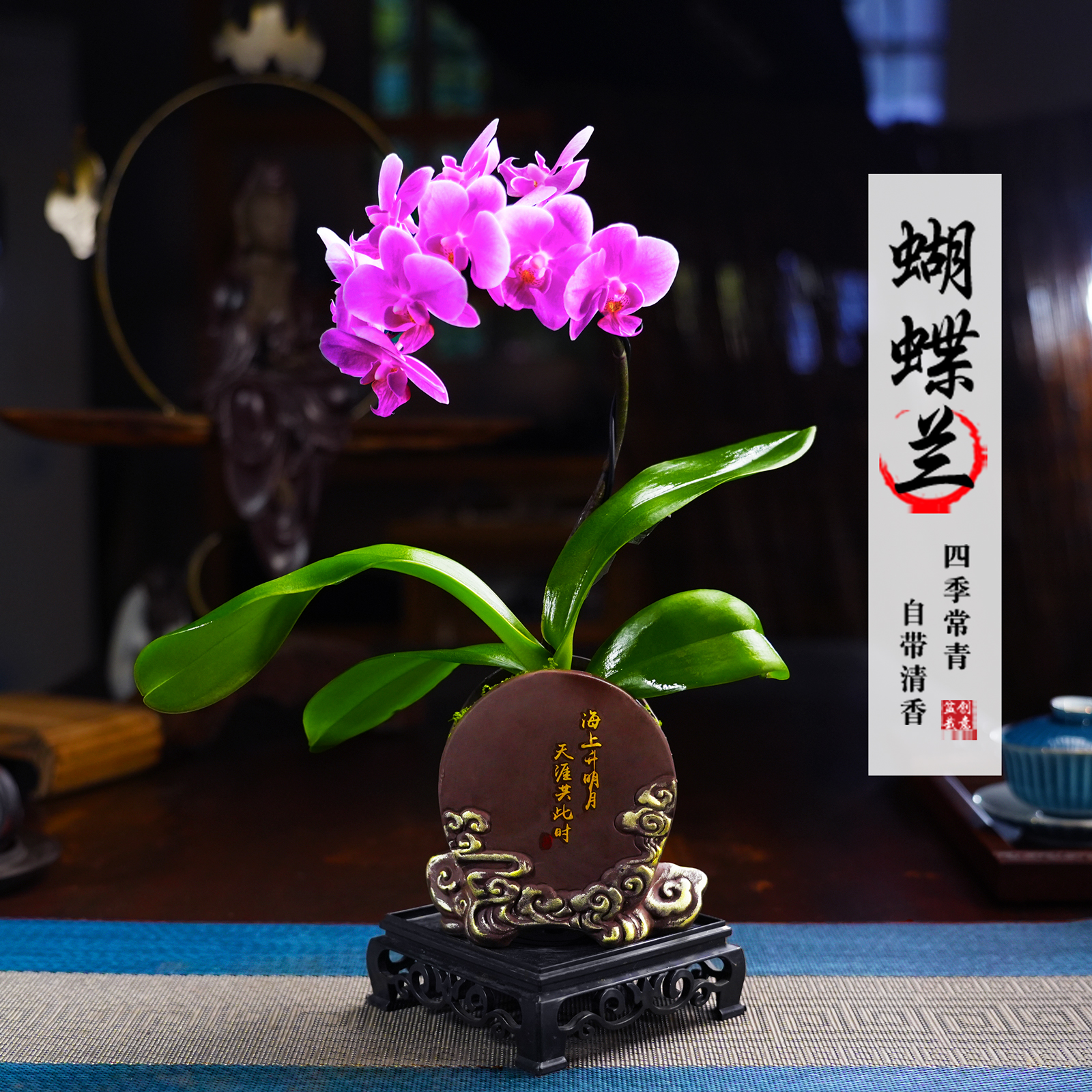 骄阳公主蝴蝶兰盆栽四季常青花卉茶桌面净化空气内绿植物花开室内