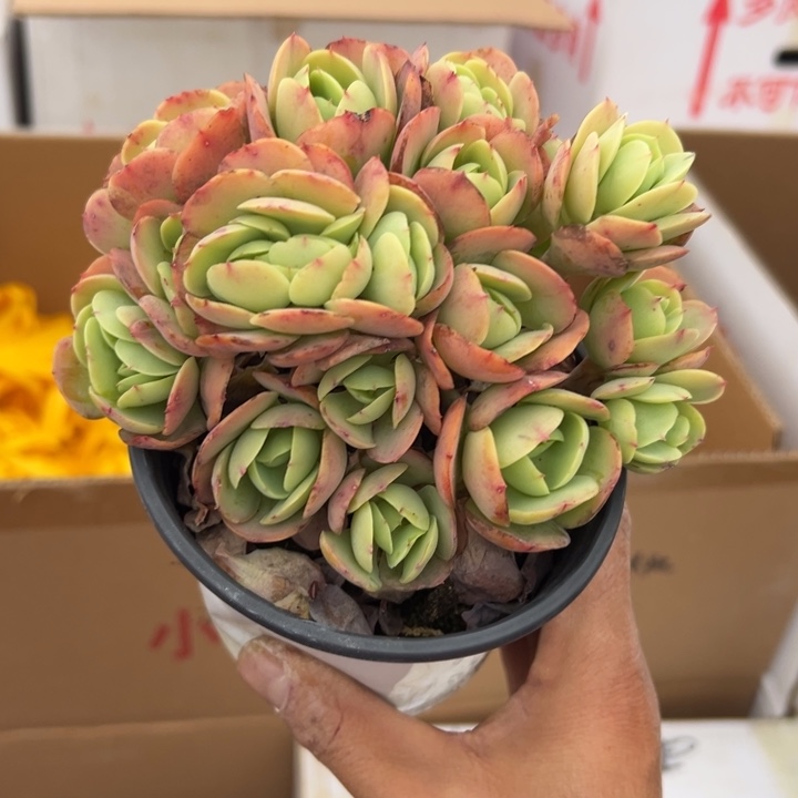 精品多肉植物老桩随机发一棵碧桃朵朵