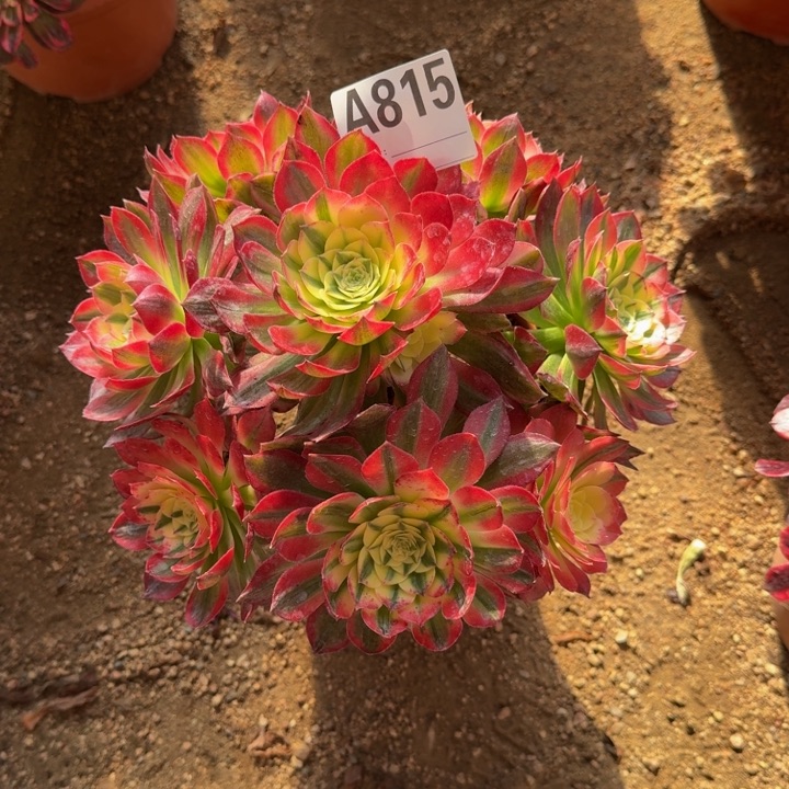 红陶胜*海王815多肉