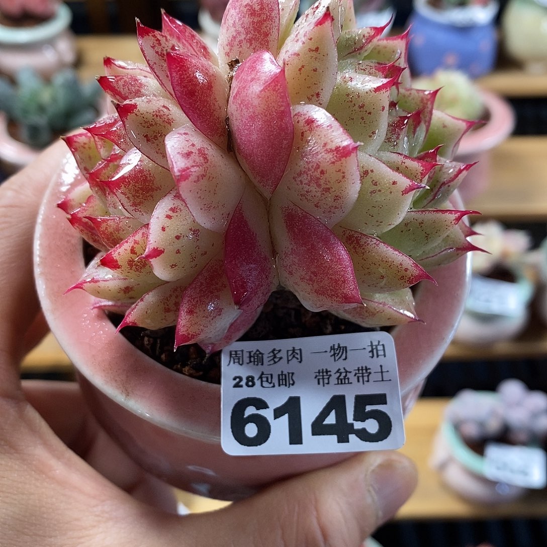 精控多肉植物6145