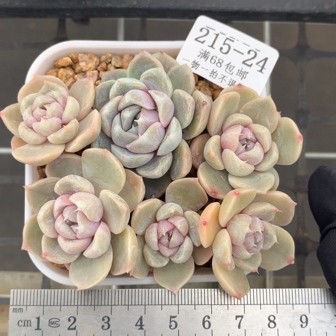 24。雪兔。群生趴地老桩。